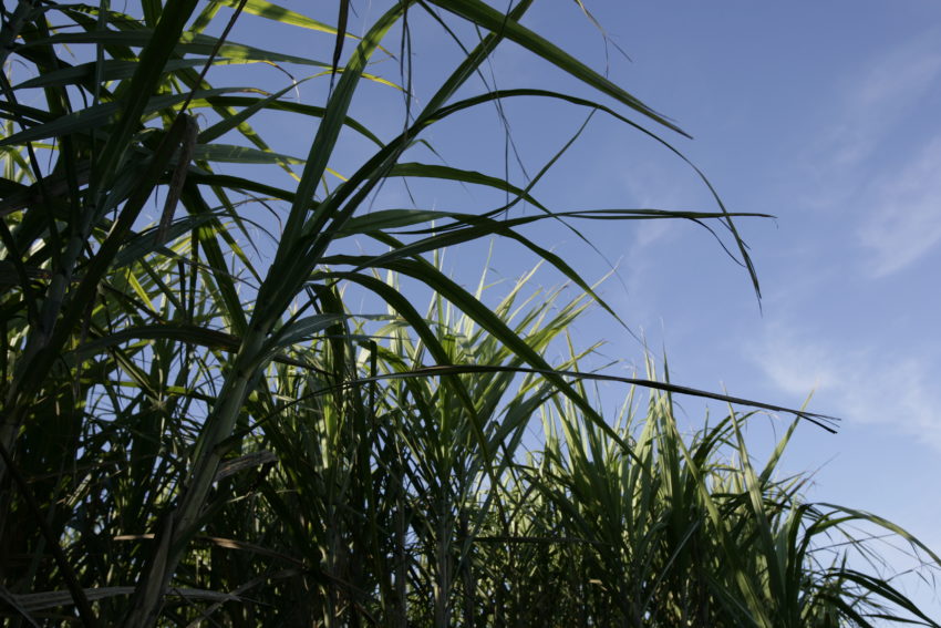 Florida Sugar Cane League The Voice of Florida Sugar Cane Farmers
